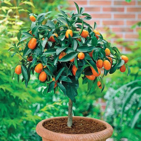 Gurneys Seed And Nursery Calamondin Orange Tropical Citrus Tree In 4