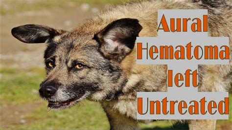 Also had a limp because he was fighting. What Is A Dog Ear Hematoma | Dog Breeds Picture