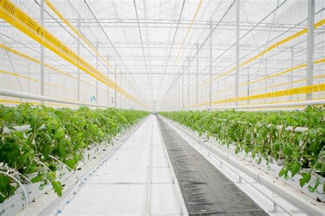 First Tomz® Snacking Tomatoes Picked In Ohio Naturefresh™ Farms