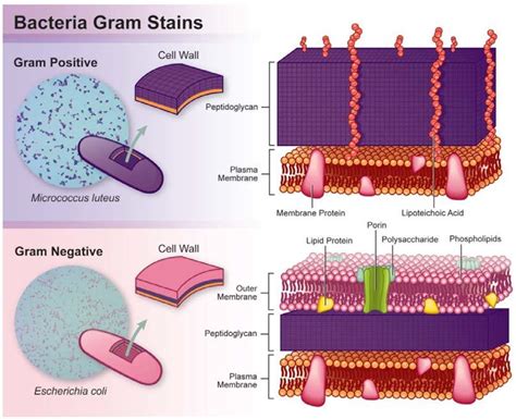 Difference Between Cell Wall Of Gram Positive And Gram Negative Download Scientific Diagram