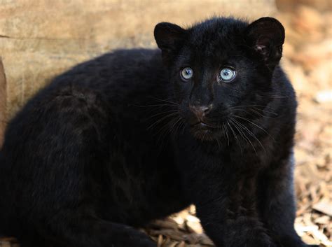 Check Out This Baby Panther Aww