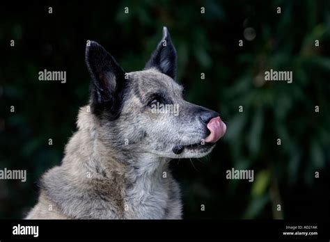 German Shepherd Greyhound Mixed Breed Dog Licking His Chops Stock Photo