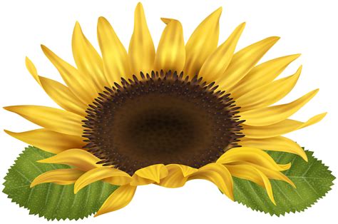 Common Sunflower Download With Images Sunflower Png Art Images