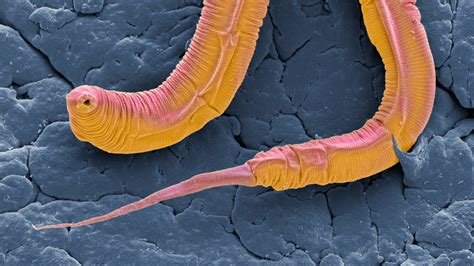 Stored In Synapses How Scientists Completed A Map Of The Roundworms