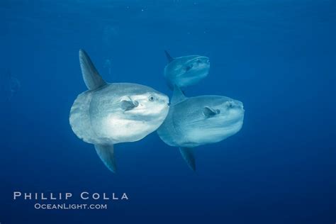 Ocean Sunfish 36306 Natural History Photography