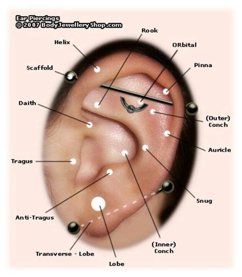 Ear Piercing Chart Wanting The Auricle Piercings Pinterest To