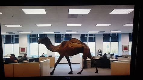 Geico Hump Day Camel Commerical Youtube