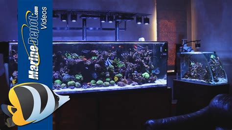 49 300 Gallon Fish Tank For Sale  Cool Aquascaping