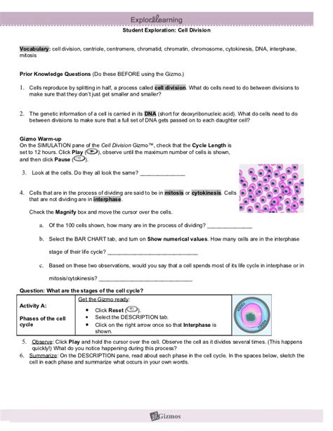 Cell division, centriole, centromere, chromatid, chromatin, chromosome, cytokinesis, dna, interphase, mitosis prior knowledge questions (do these before using the gizmo.) [note: Modified cell division gizmo