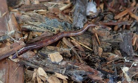 And the more you add, the more worms you'll get. Composting Worms: Types You Should Get | Compost ...