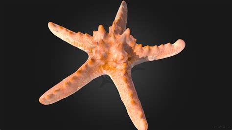 Морская звезда Protoreaster Nodosus Starfish 3d Model By