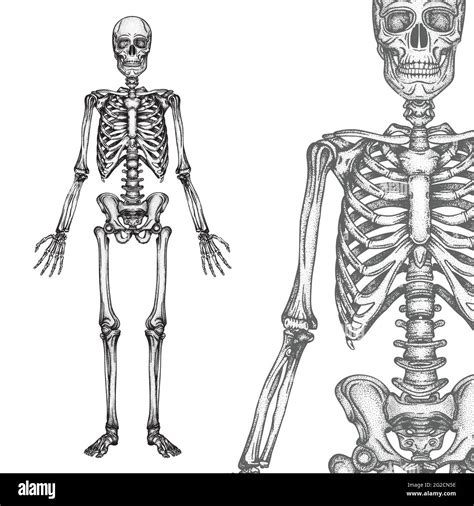 Human Skeleton Hand Drawn Vector Illustrations Set Part Of Human