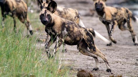 How Can We Help African Wild Dogs