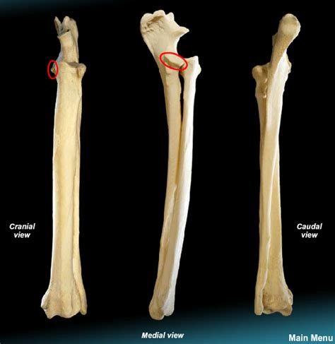 The ulna articulates with the radius proximally and distally to produce pronation (from the proximal joint) and supination (from the distal joint) of the forearm. Parts of the Canine Radius and Ulna at University of ...