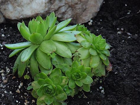 700 x 495 jpeg 83 кб. Hill Shepherd: Hen and Chicks plants