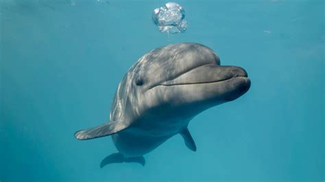 Fact File Bottlenose Dolphin Tursiops Truncatus Australian Geographic