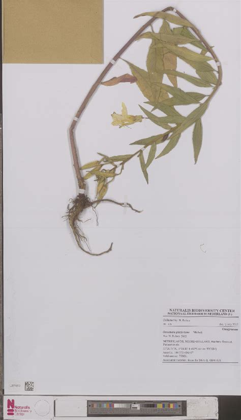 Bold Systems Taxonomy Browser Oenothera Glazioviana Species