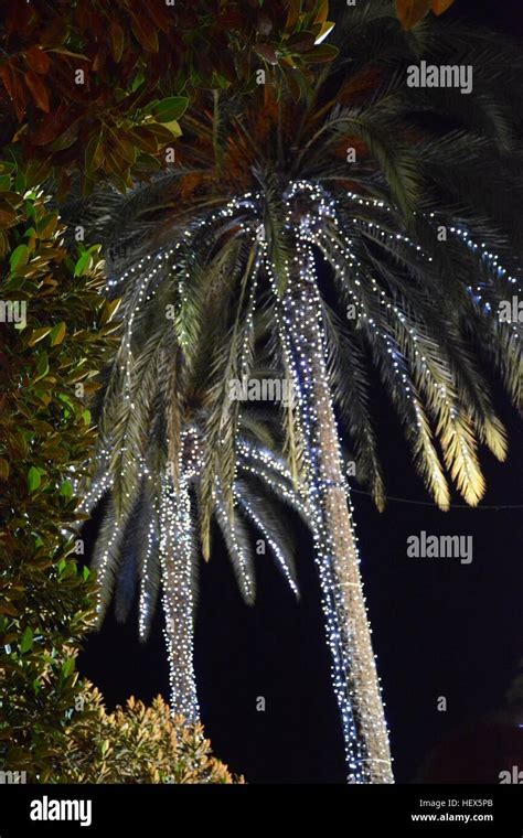 Palm Tree Decorated With Lights Stock Photo Alamy