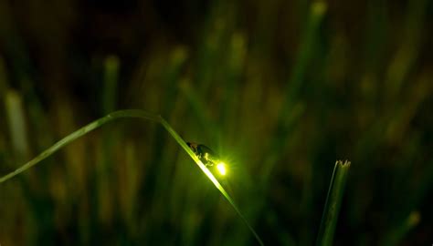 Fireflies Are Threatened But You Can Help Them Heres How Cottage Life