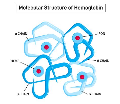 ¿qué Es La Hemoglobina Definición Estructura Función Barcelona Geeks