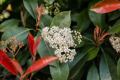 How To Grow And Care For Red Tip Photinia