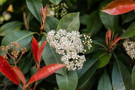 Drought tolerance, beauty and beyond. Red Tip Photinia: Plant Care & Growing Guide