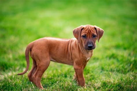 Rhodesian Ridgeback Dog Breed Info Pictures Traits And Facts Hepper