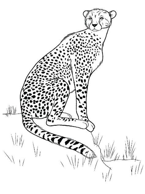 Running Cheetah Coloring Pages At Free Printable