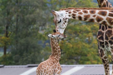 Fota Wildlife Park Need An Irish Name For Baby Giraffe Fota Wildlife Park