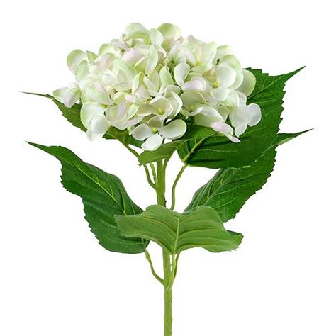 Hortensie hydrangea paniculata 'little quick fire®' ziert sich bereits im frühen sommer noch vor den meisten anderen rispenhortensien mit ihren weißen zahlreich erscheinenden blütenrispen. Hortensie Weiß-Grün 60cm-82202