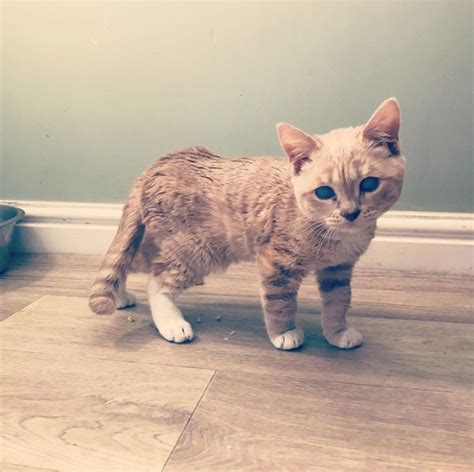Meet Munchie The Tiny Cat With Dwarfism That Will Look Like A Kitten