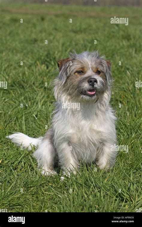 Mixed Breed Dog Canis Lupus F Familiaris Jack Russell Shi Tzu Mix