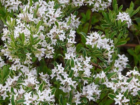 We did not find results for: Daphne x burkwoodii 'Carol Mackie' | Garden yard ideas ...