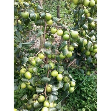 Full Sun Exposure Thai Green Apple Ber Plant For Fruits At Rs 10piece In Kolkata