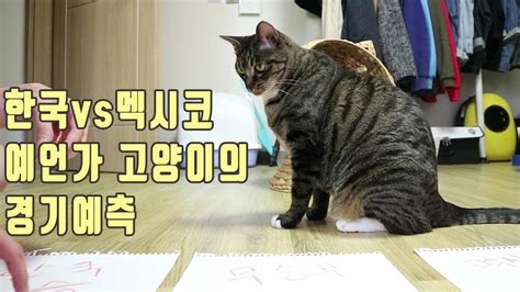 We did not find results for: 월드컵 한국vs멕시코 경기 예측 고양이의 선택은!? 과연 - YouTube