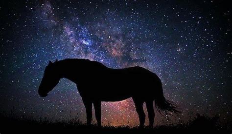 Under The Night Sky Horse Silhouette Night Skies Horses