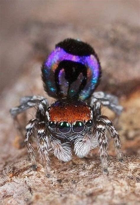 Colorful Spiders Look Somehow A Bit Less Scary Arachnids Spider Insects