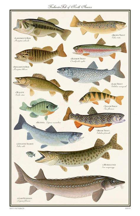 Freshwater Fish Of North America Limited By Stoneridgestudios