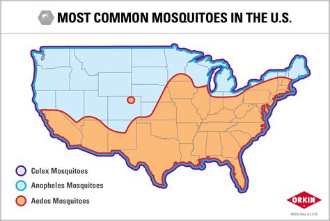 Hampton Roads Has One Of The Worst Mosquito Problems In The Country