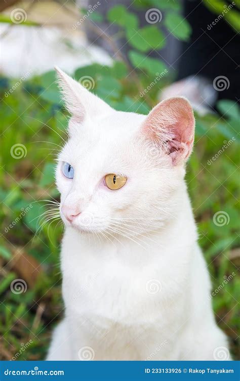 Cat With Heterochromia Iridum Sitting Beside A Vase With Wheat Royalty