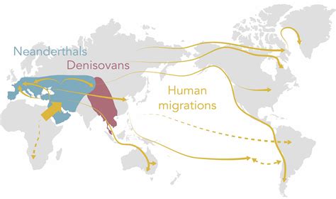 101 Neanderthal And Denisovan Introgression Human Genome Variation Lab