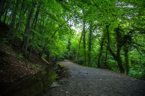 Forest Free Stock Photo Public Domain Pictures