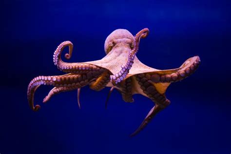 New Video Shows Octopus Dreaming Nature And Wildlife Discovery
