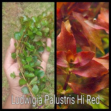 Buy Ludwigia Palustris Hi Red Live Aquarium Plant Online