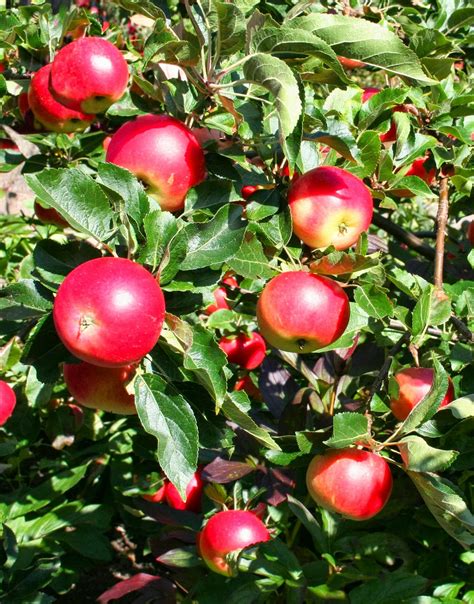 Homeowners also wish to keep their fruit trees smaller than commercial trees. Scottish Artist and his Garden: September 2013