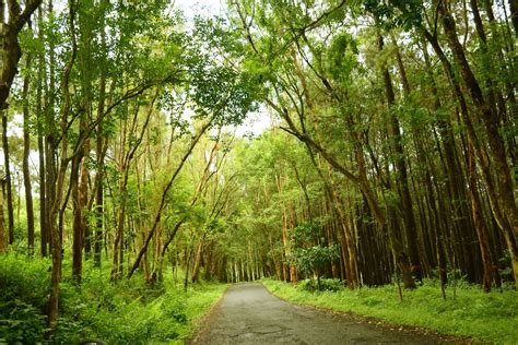 Hutan > Alam Indonesia > Foto | Beautiful Indonesia UMM