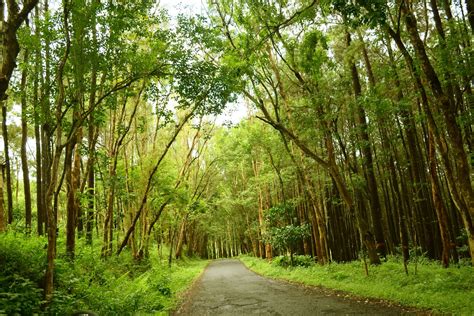 Foto Hutan Pinus Dlingo Hutan Beautiful Indonesia Umm