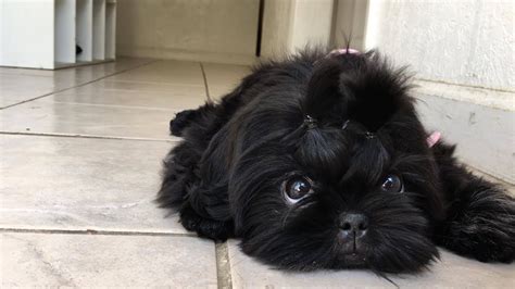 Beautiful Black Shih Tzu Puppy - YouTube