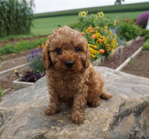 We did not find results for: Frisky - Miniature Poodle Puppy For Sale in New York