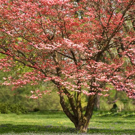 Red Flowering Dogwood Trees for Sale- FastGrowingTrees.com